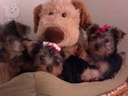 Σούπερ Χριστούγεννα Τσάι Κύπελλο Yorkie κουτάβια